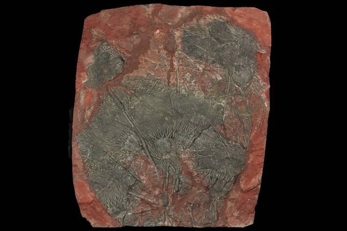 Crinoid (Scyphocrinites) Plate - Boutschrafin, Morocco #116843